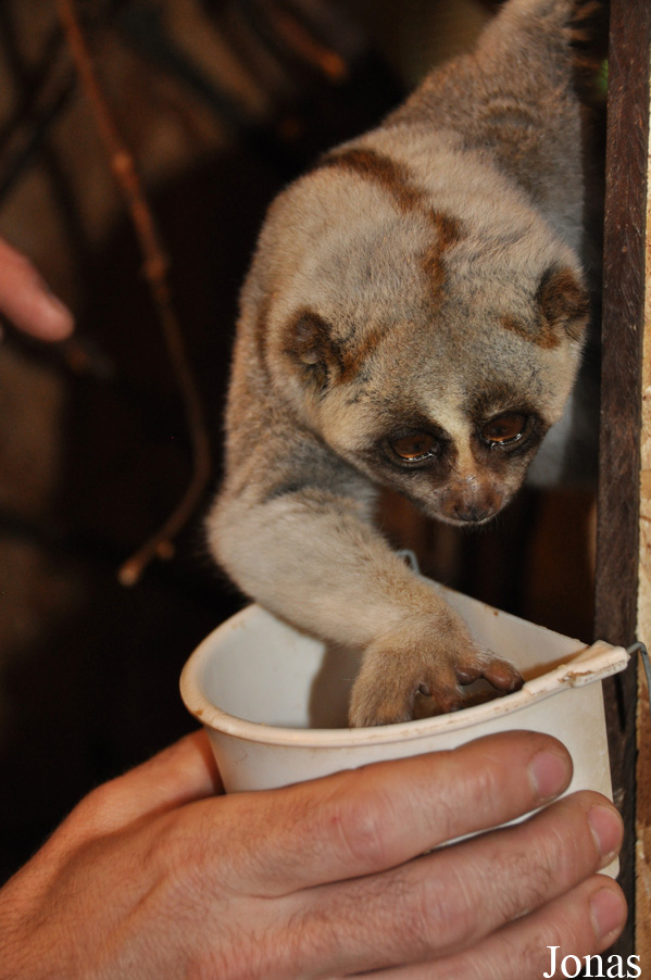 Nycticebus bengalensis