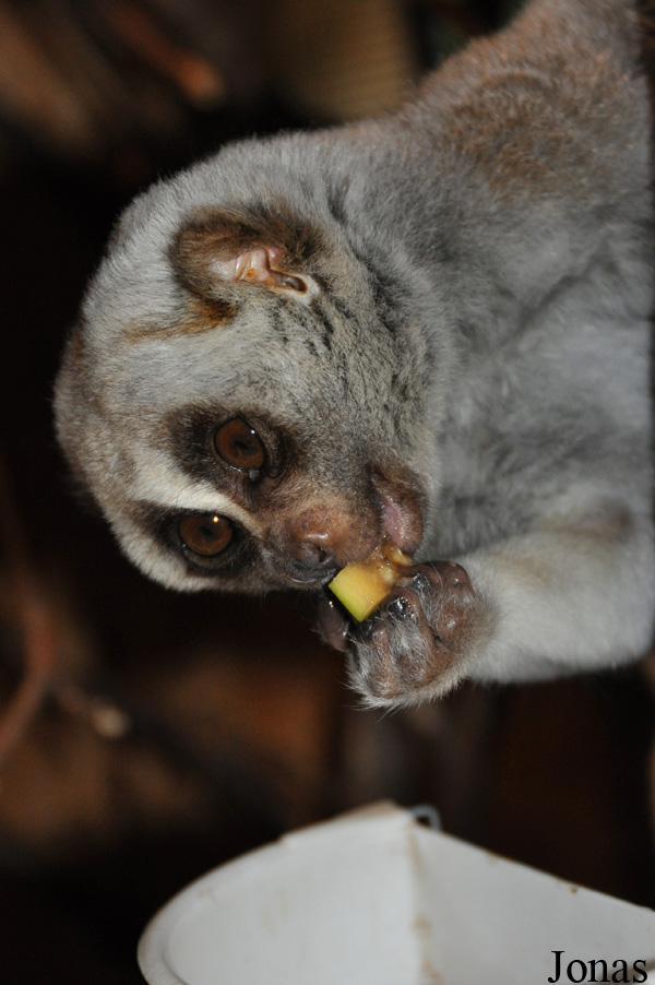 Nycticebus bengalensis