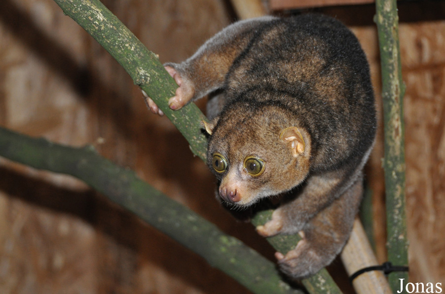 Perodicticus potto