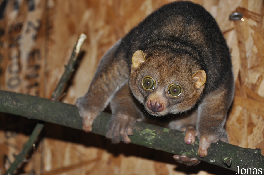 Perodicticus potto