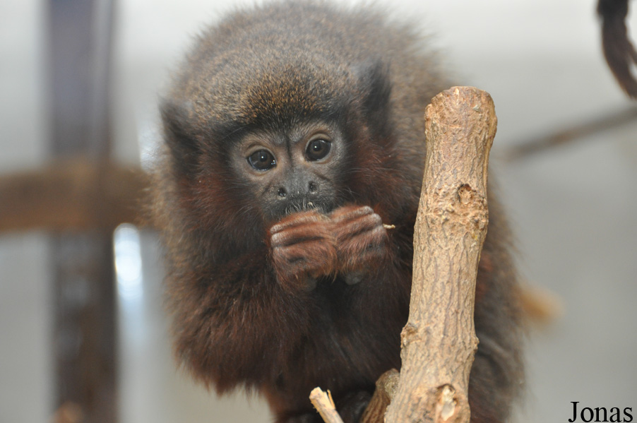 Callicebus cupreus