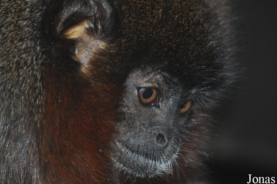 Callicebus cupreus