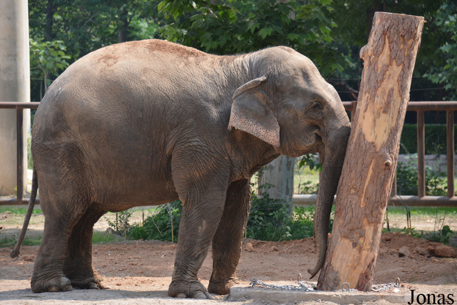 Elephas maximus