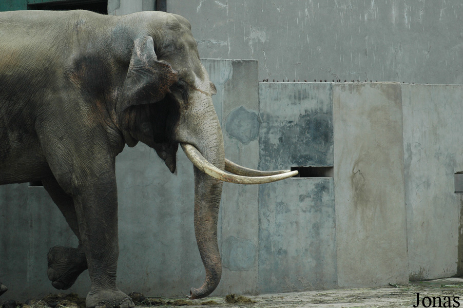 Elephas maximus