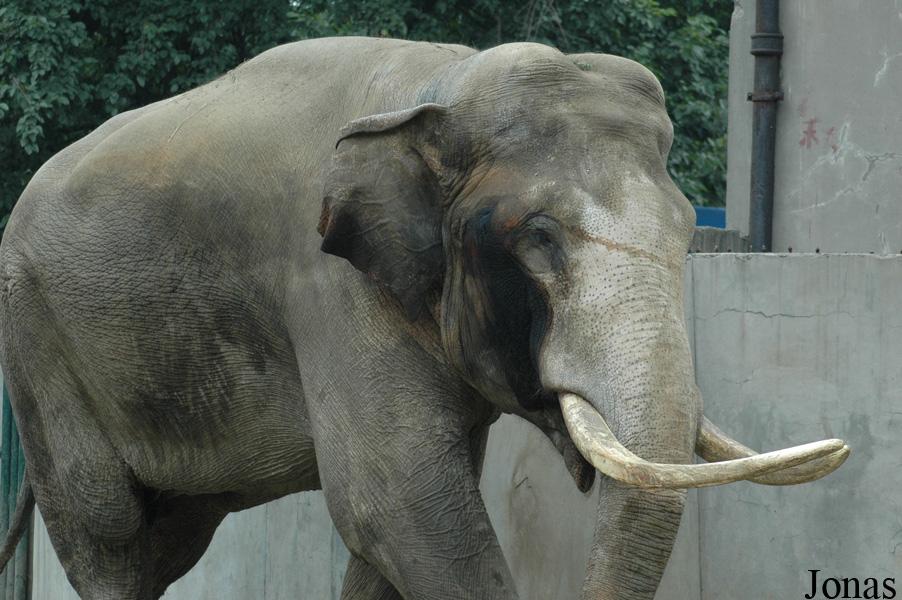 Elephas maximus