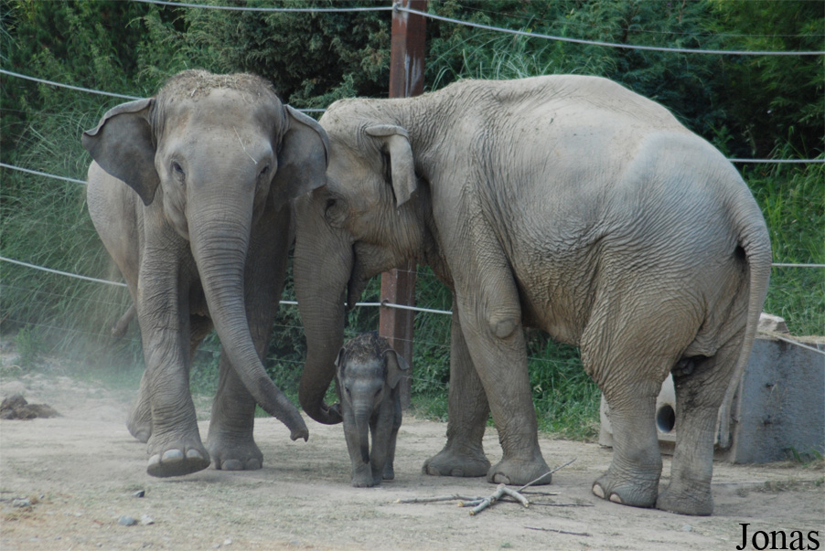 Elephas maximus