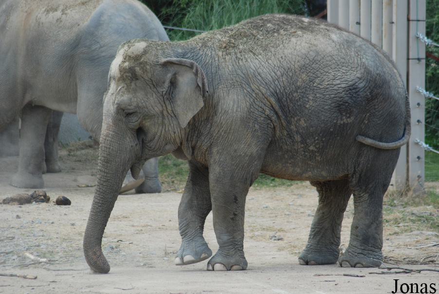 Elephas maximus