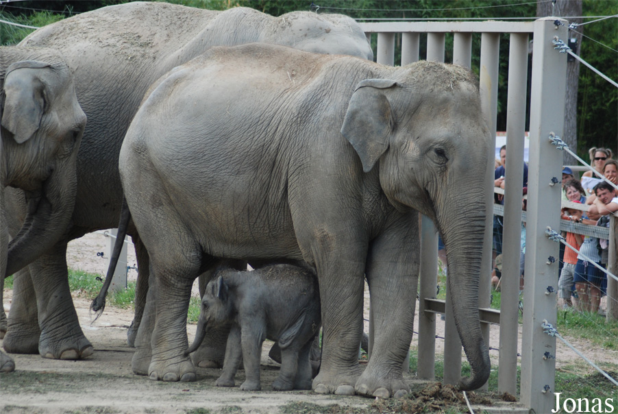 Elephas maximus