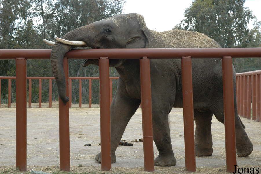 Elephas maximus