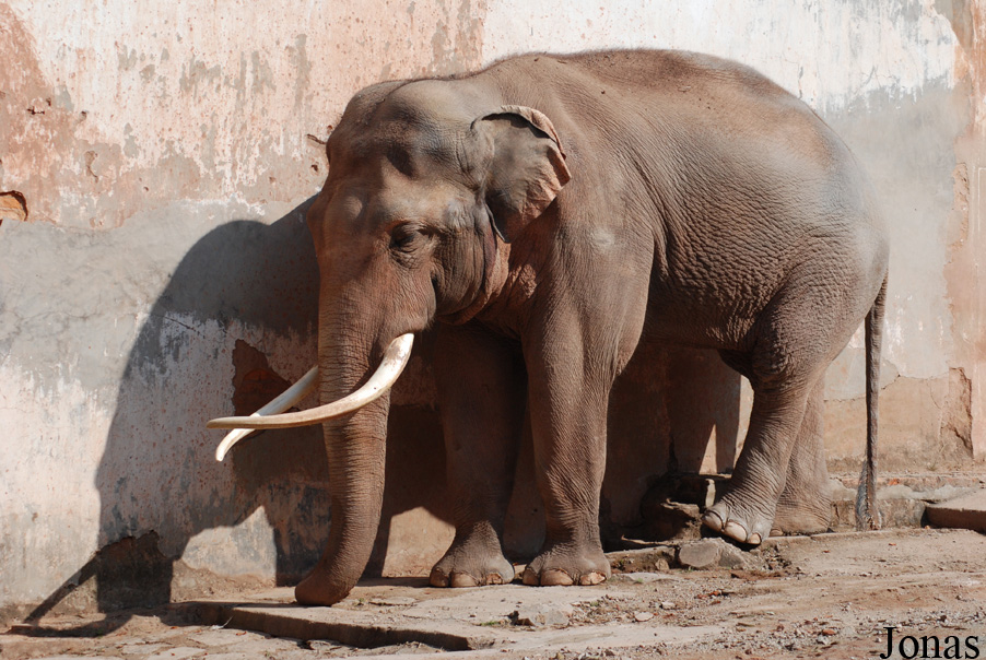 Elephas maximus