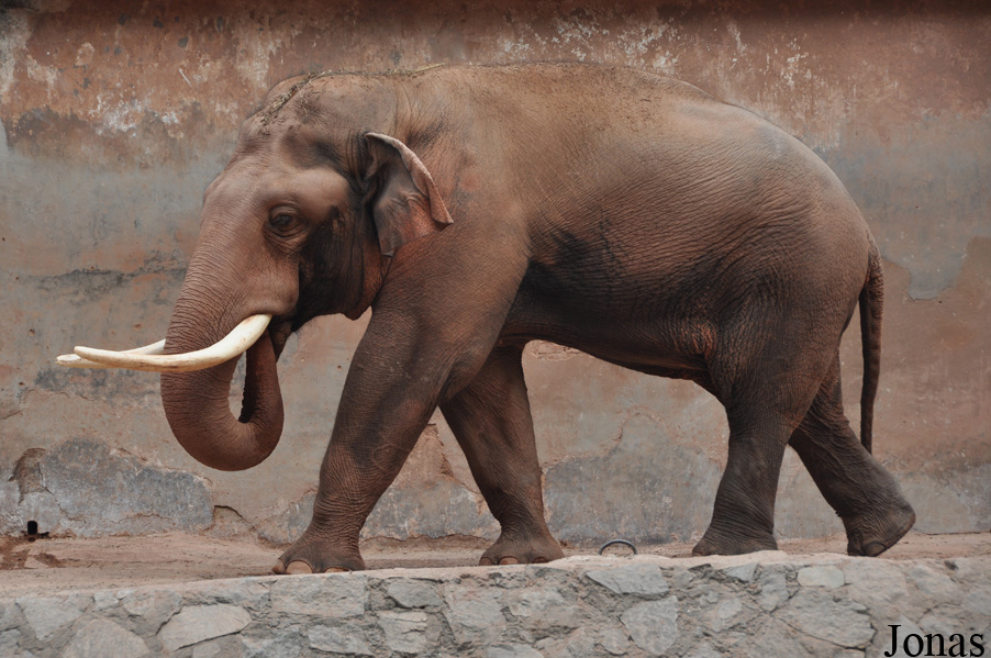 Elephas maximus