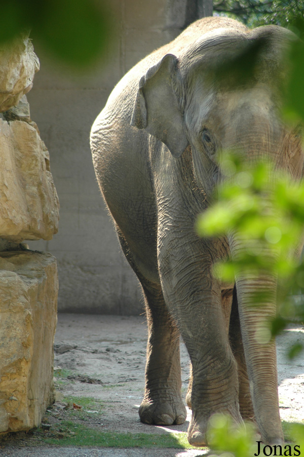 Elephas maximus