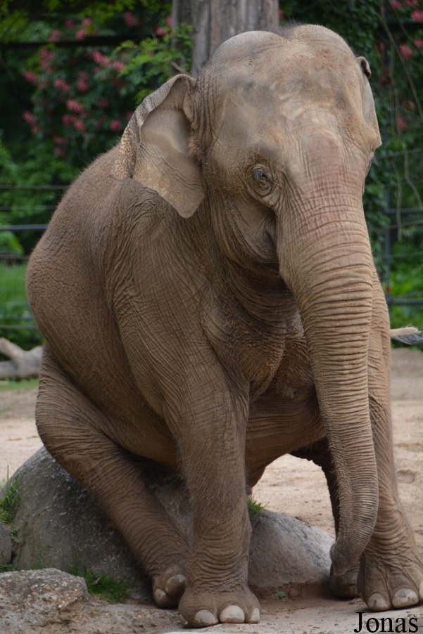 Elephas maximus