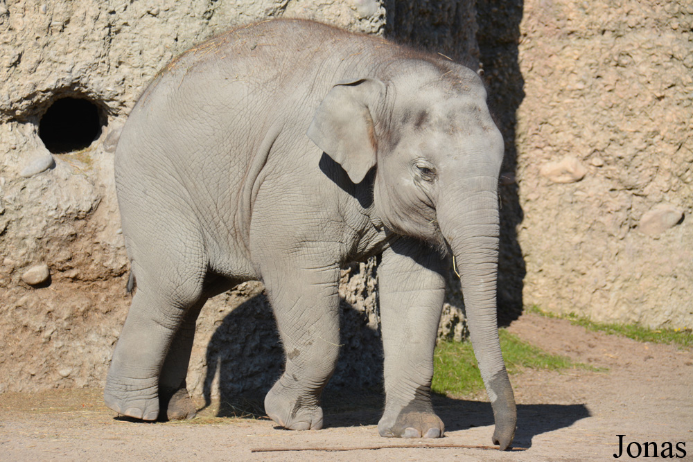 Elephas maximus
