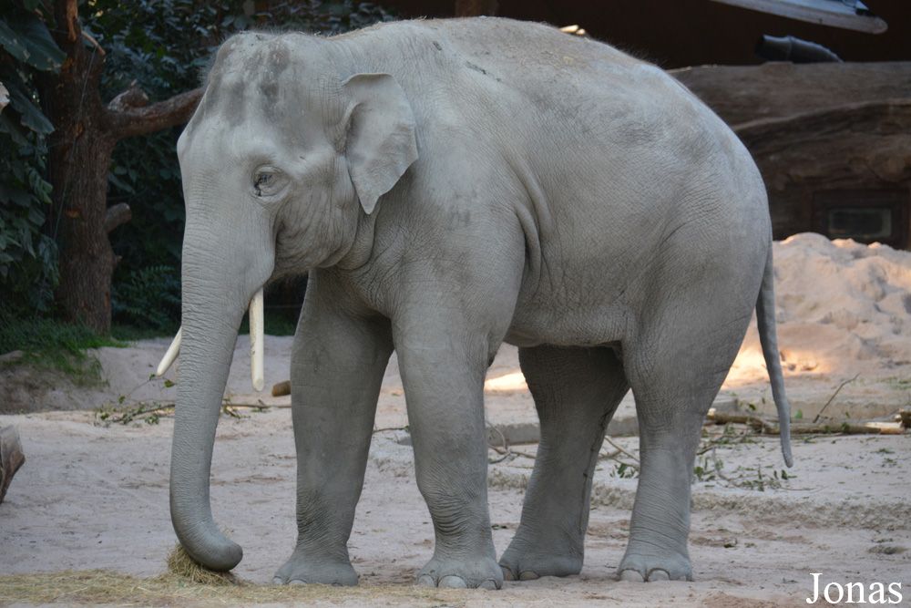 Elephas maximus