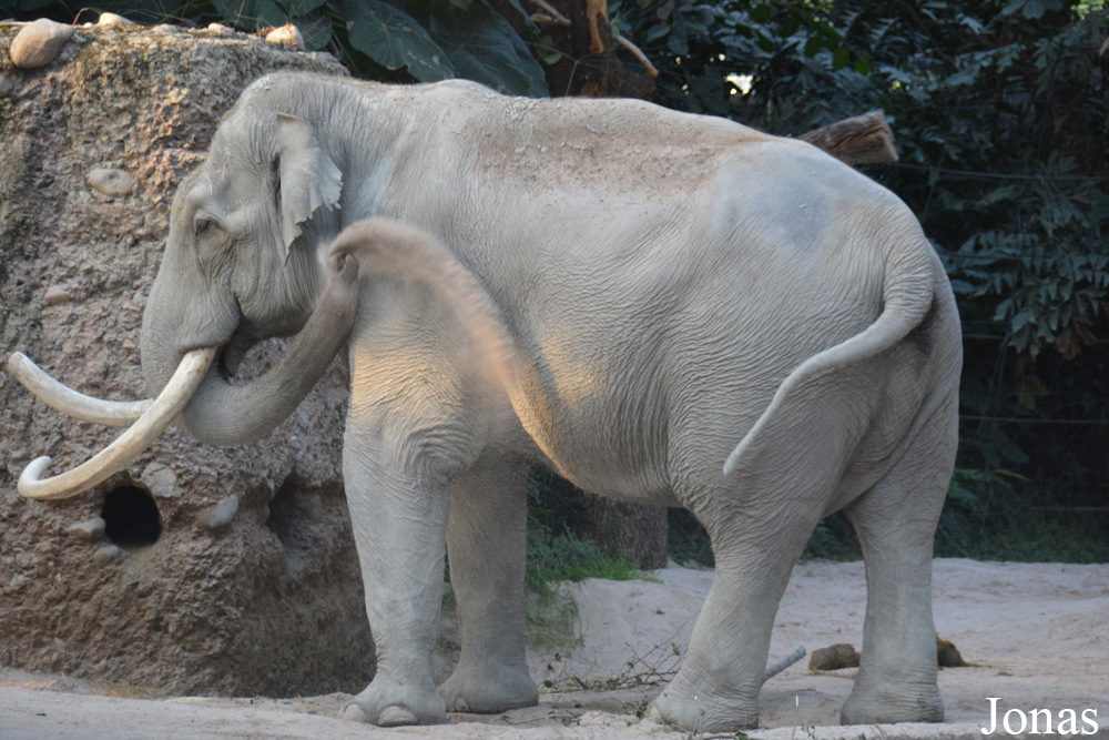 Elephas maximus