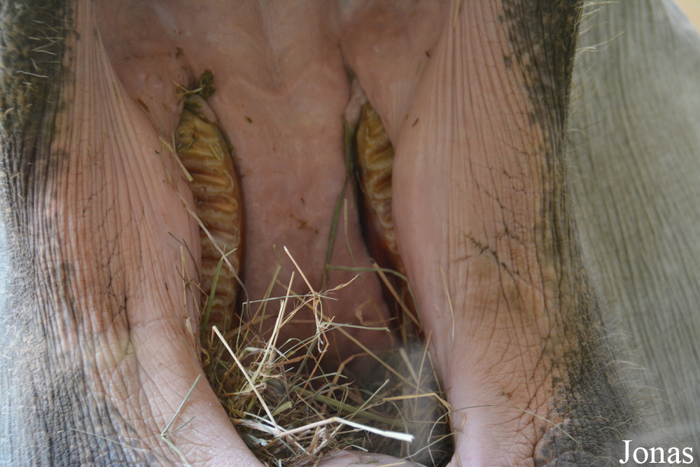 Elephas maximus