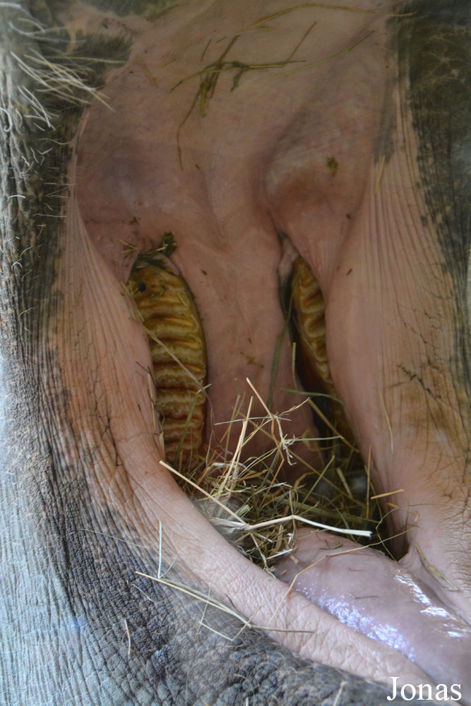 Elephas maximus