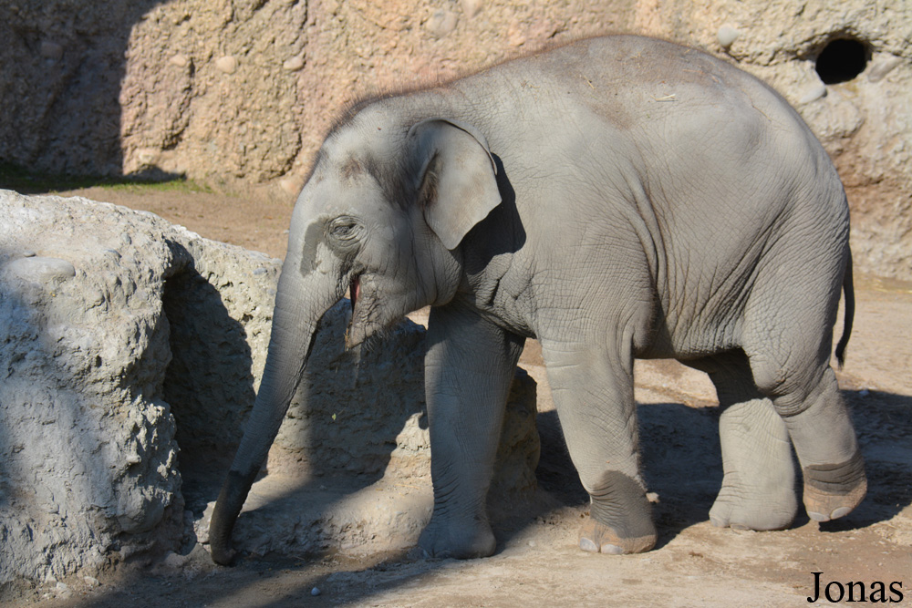 Elephas maximus