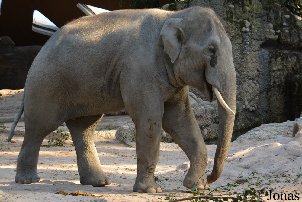 Elephas maximus