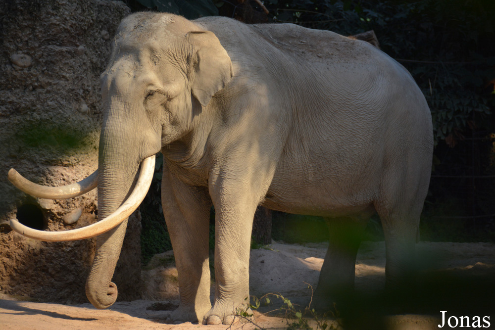 Elephas maximus