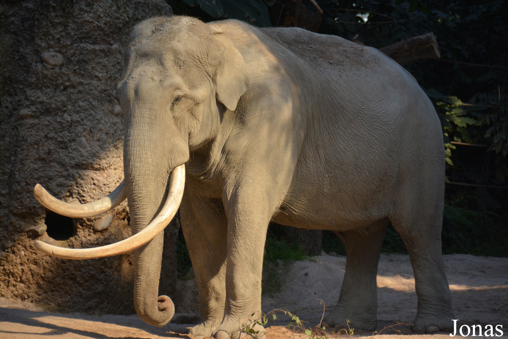 Elephas maximus