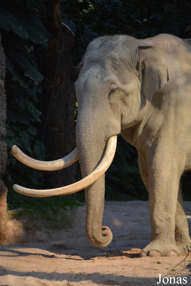 Elephas maximus