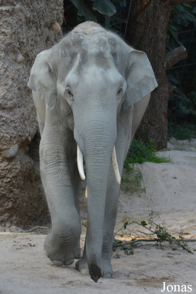 Elephas maximus