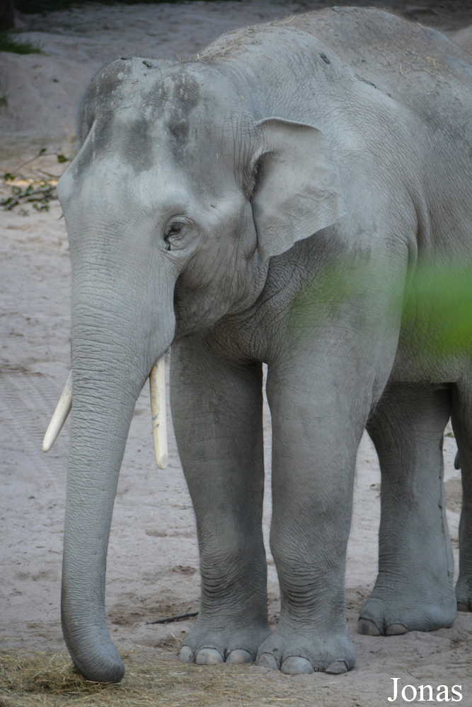Elephas maximus