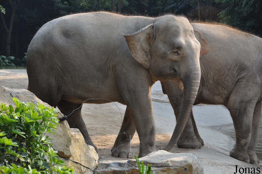 Elephas maximus borneensis