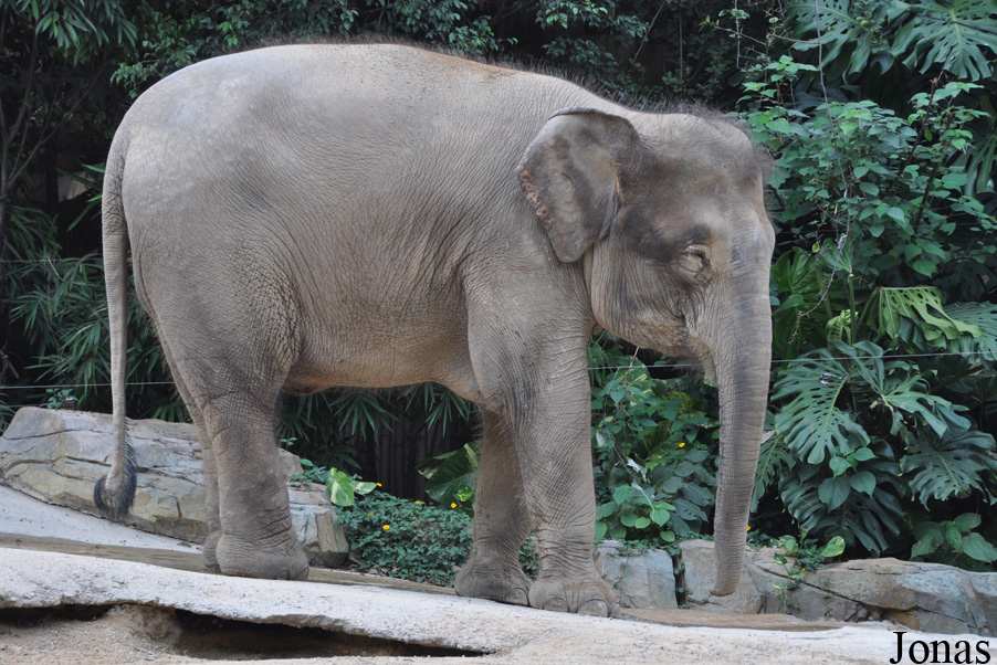Elephas maximus borneensis