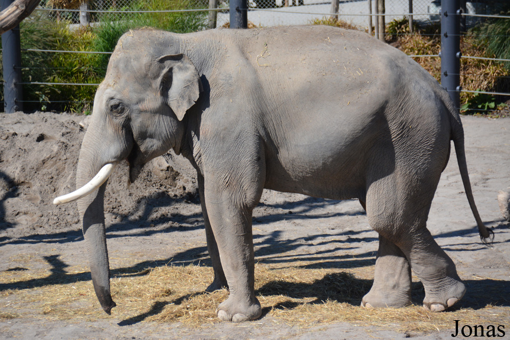 Elephas maximus indicus