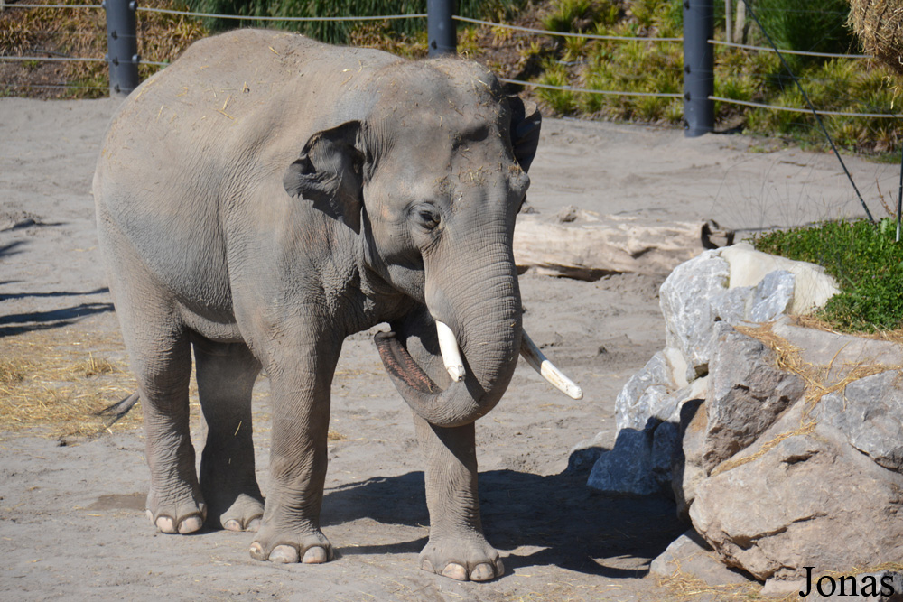 Elephas maximus indicus