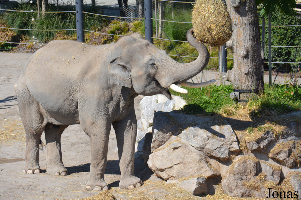 Elephas maximus indicus