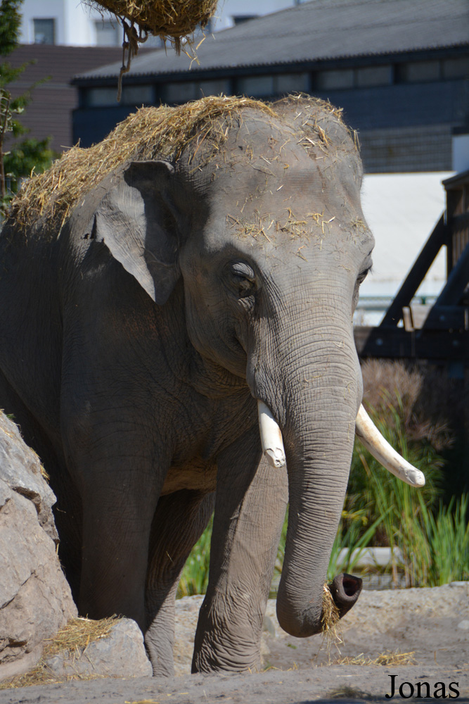 Elephas maximus indicus