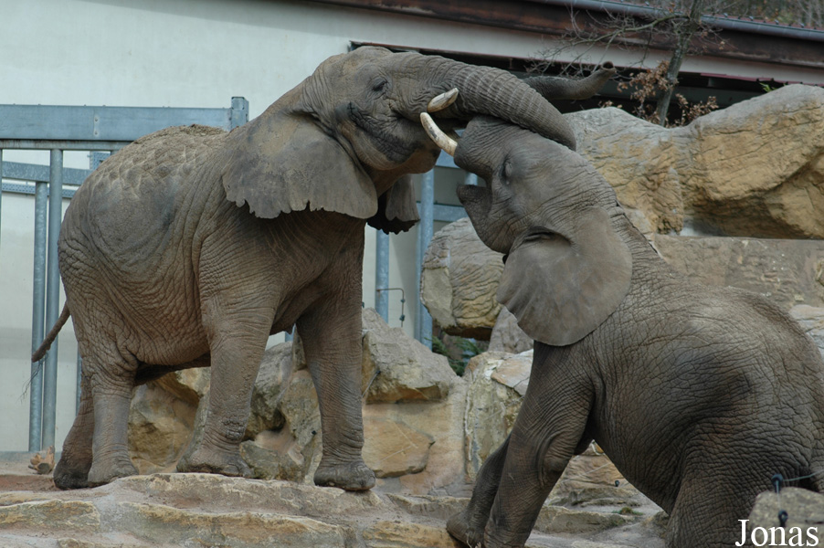 Loxodonta africana