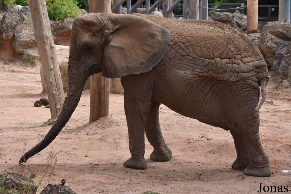 Loxodonta africana
