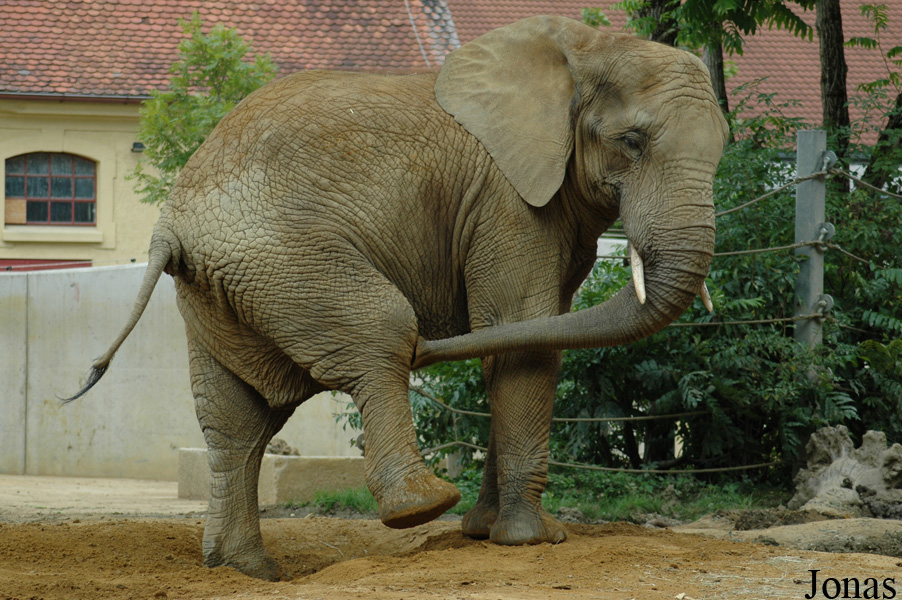 Loxodonta africana