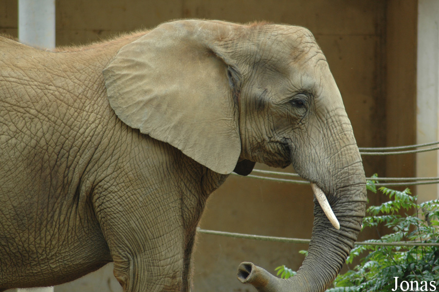 Loxodonta africana