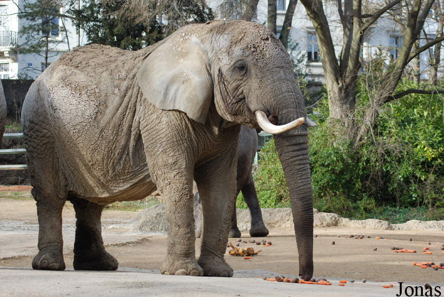 Loxodonta africana