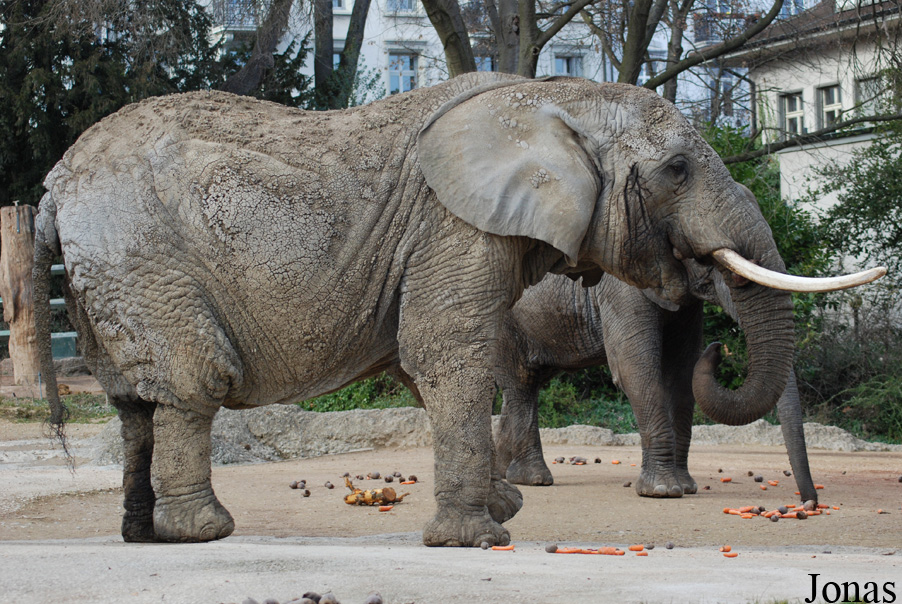 Loxodonta africana
