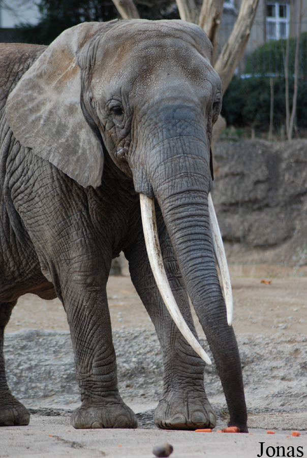 Loxodonta africana