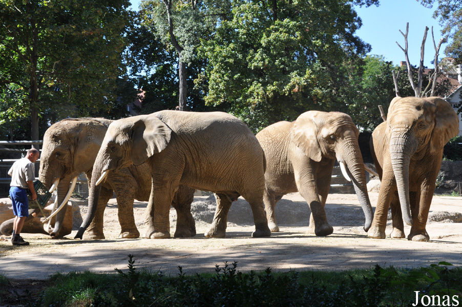 Loxodonta africana