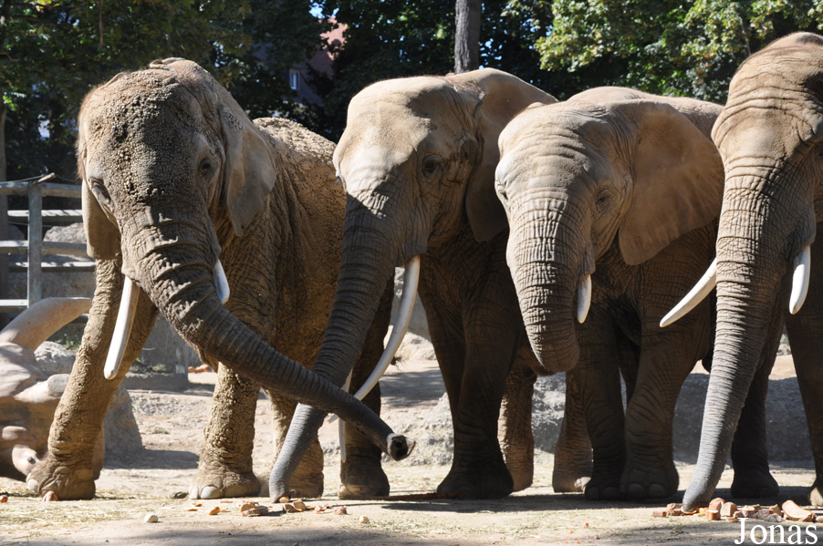 Loxodonta africana