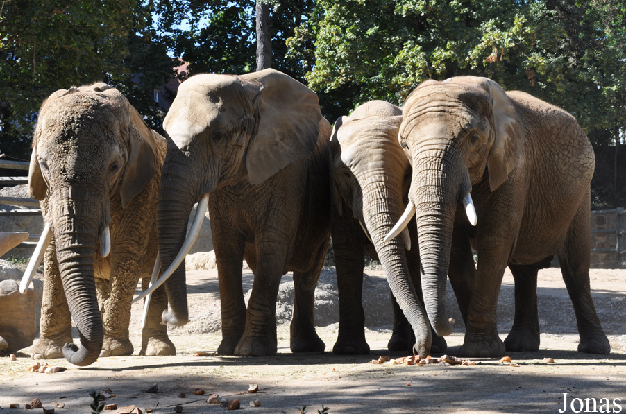 Loxodonta africana