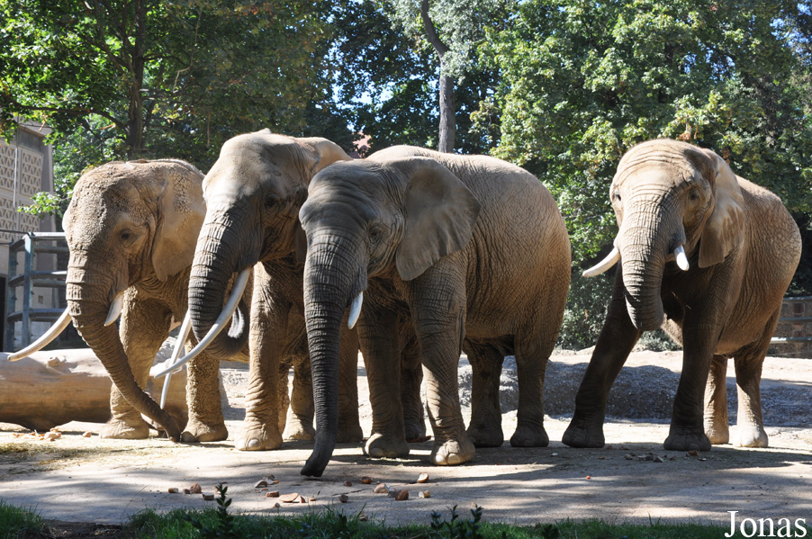Loxodonta africana