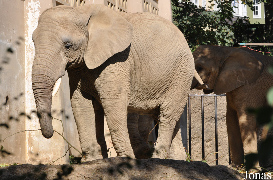 Loxodonta africana