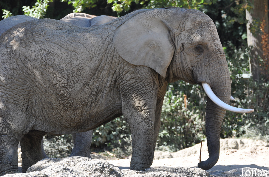 Loxodonta africana