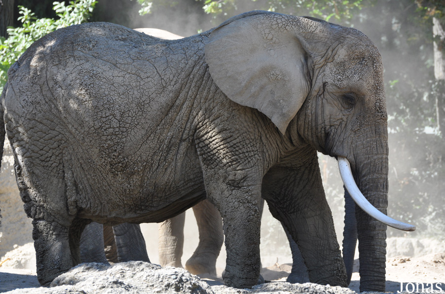 Loxodonta africana