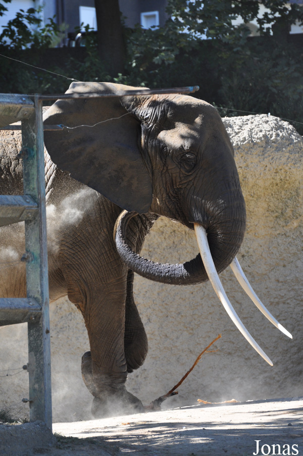 Loxodonta africana